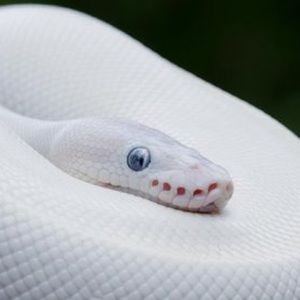 Meet your Posher, Eli